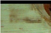 F.I. Optimized Grade Scanning
